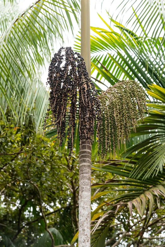 Açaí palm with hanging clusters of purple fruit